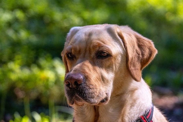 Colpo del primo piano di un documentalista di labrador