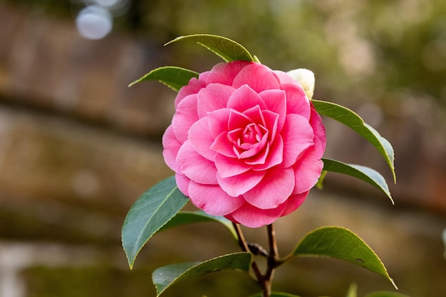 Colpo del primo piano di un fiore di camelia giapponese rosa brillante in fiore