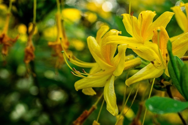 Colpo del primo piano di un fiore di caprifoglio giallo con uno sfondo sfocato