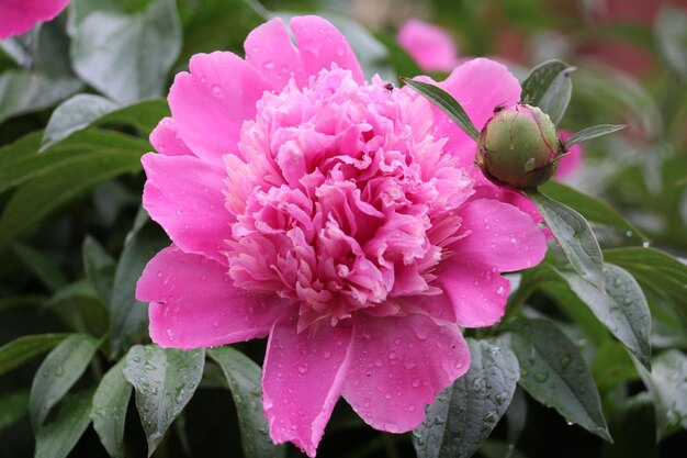 Colpo del primo piano di un fiore di peonia rosa in fiore