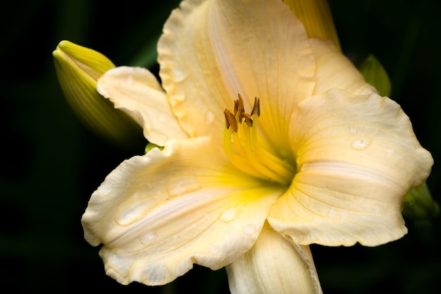 Colpo del primo piano di un fiore giallo del daylily con fondo nero