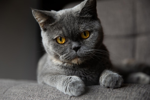 Colpo del primo piano di un gatto grigio britannico a pelo corto con gli occhi gialli