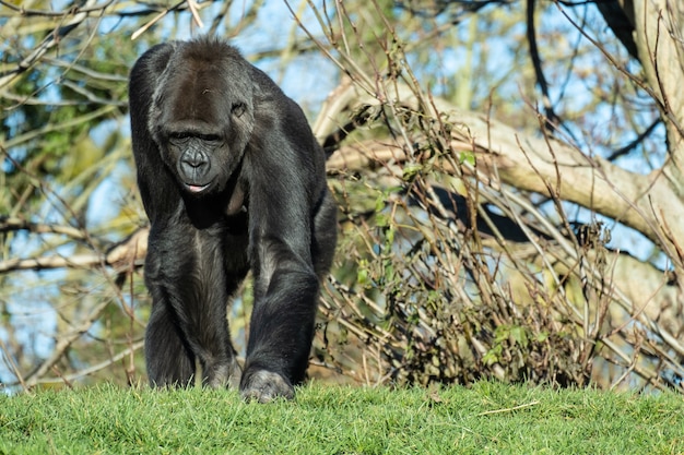 Colpo del primo piano di un gorilla che cammina sull'erba in montagna