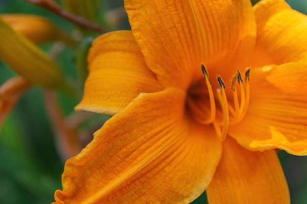 Colpo del primo piano di un grande fiore di giglio arancione