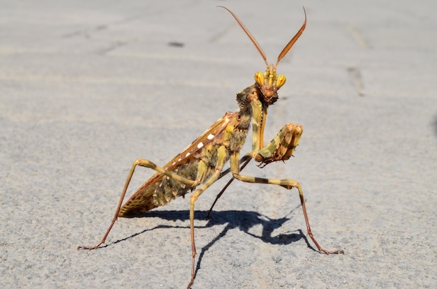 Colpo del primo piano di un insetto Mantis Religiosa