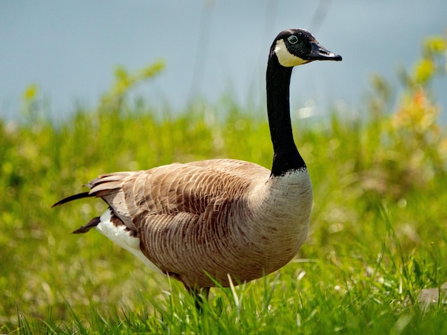 Colpo del primo piano di un'oca del Canada (Branta canadensis) sull'erba