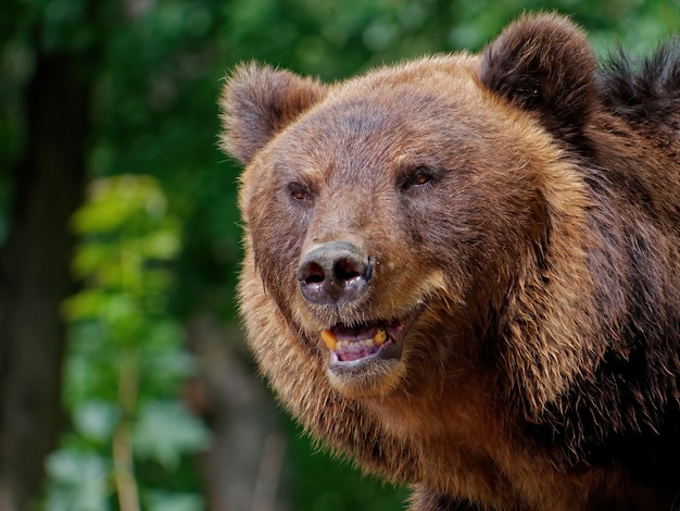 Colpo del primo piano di un orso bruno nella foresta