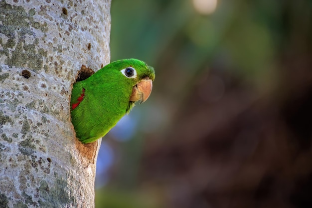 Colpo del primo piano di un pappagallo verde che guarda fuori da un buco dell'albero