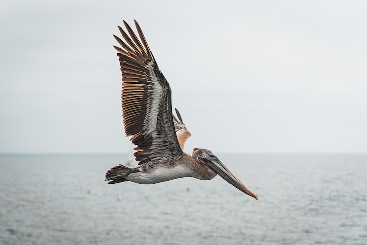 Colpo del primo piano di un pellicano che vola sopra l'oceano
