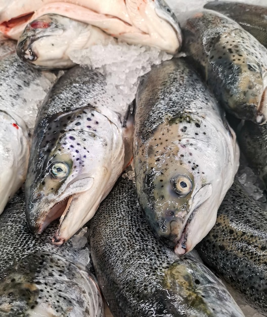 Colpo del primo piano di un pesce fresco nel mercato