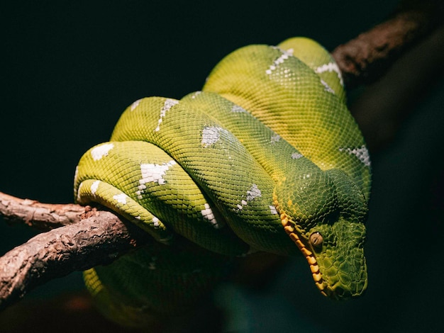 Colpo del primo piano di un serpente verde su un albero in una giungla