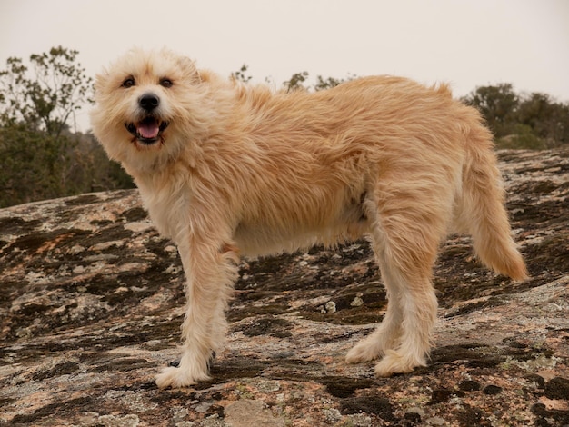 Colpo del primo piano di un simpatico cane Smoushond olandese in piedi su una roccia