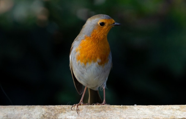 Colpo del primo piano di un simpatico uccello robin sulla parete sfocata