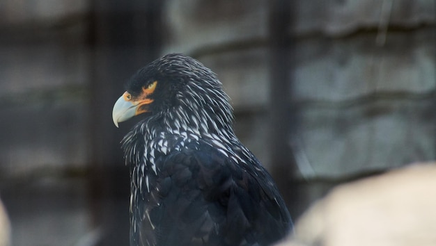 Colpo del primo piano di un uccello caracara nero