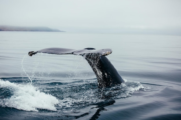 Colpo del primo piano di una balena che nuota nell'oceano con la coda all'esterno