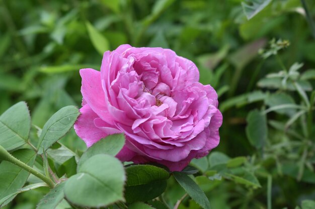 Colpo del primo piano di una bella rosa in un giardino botanico