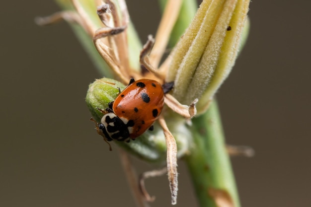 Colpo del primo piano di una coccinella appollaiata su una pianta