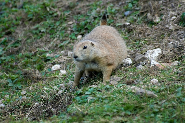 Colpo del primo piano di una marmotta carina nella natura