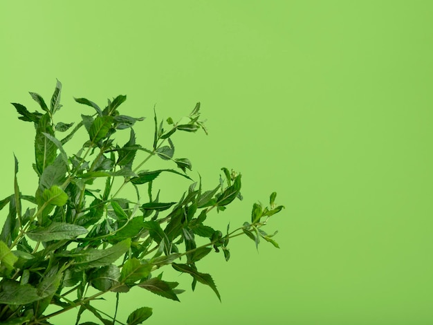 Colpo del primo piano di una menta fresca fresca su sfondo di lime