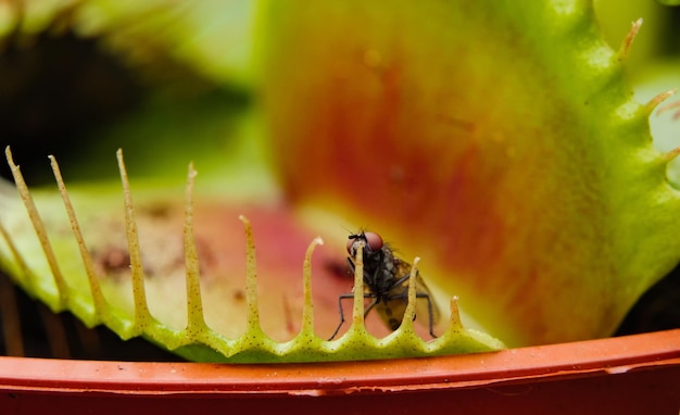 Colpo del primo piano di una mosca in Venus Flytrap