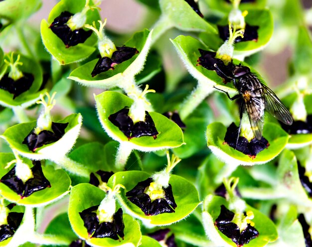 Colpo del primo piano di una mosca seduta sui fiori verdi.