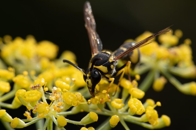 Colpo del primo piano di una vespa su un fiore giallo