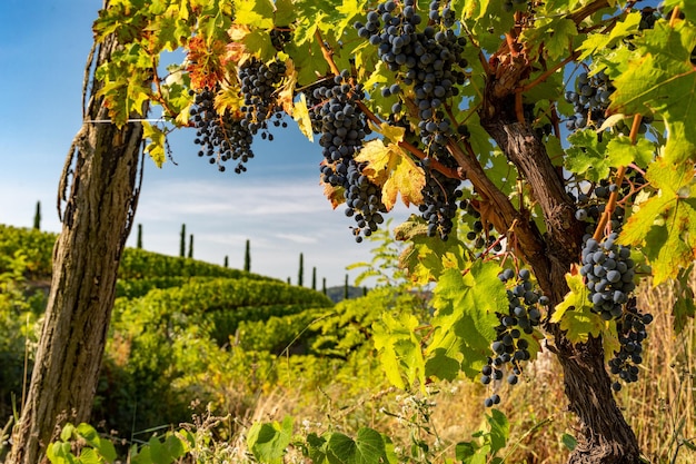 Colpo del primo piano di viti che crescono in un vigneto in Friuli Venezia Giulia Italia