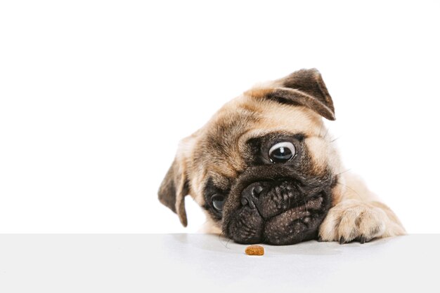 Colpo dello studio del pug del cane di razza divertente che posa raggiungendo il cibo con la lingua isolata sopra bianco