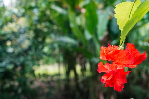 Colpo di fiore rosso