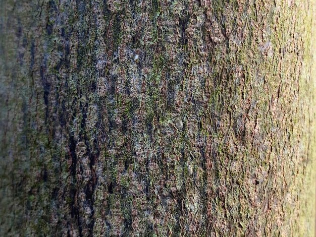 Colpo di frame completo del tronco d'albero