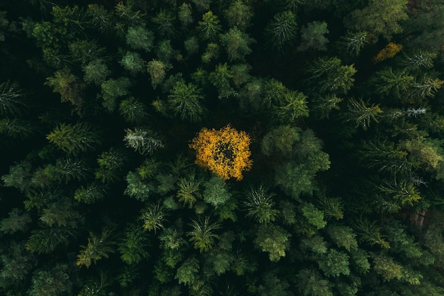 Colpo di frame completo di alberi