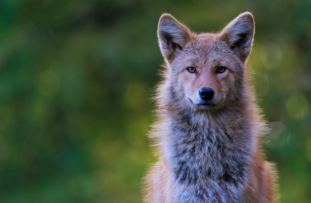 Colpo di fuoco selettivo di un volto di Saarlooswolfdog