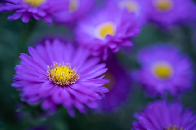 Colpo di macro di fiori di crisantemo colorato Sfondo di fiori di colore viola rosso crisantemo giallo