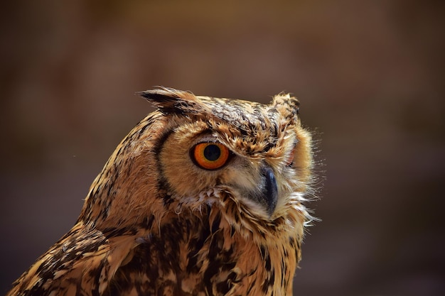 Colpo di messa a fuoco selettiva del gufo reale eurasiatico addomesticato (bubo bubo)