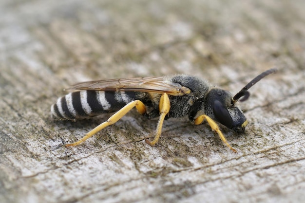 Colpo di messa a fuoco selettiva del maschio Halictus scabiosae