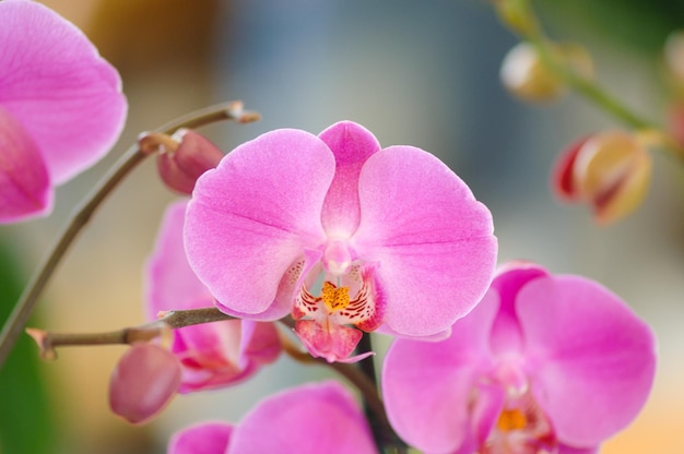 Colpo di messa a fuoco selettiva dell'orchidea rosa phalaenopsis