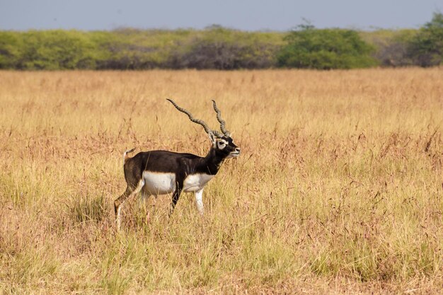 Colpo di messa a fuoco selettiva di blackbucks che pascolano sulle erbe al Parco nazionale di Velavadar