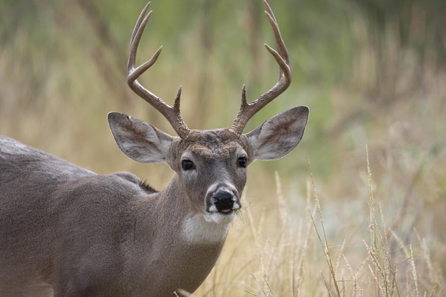 Colpo di messa a fuoco selettiva di cervo dalla coda bianca odocoileus virginianus