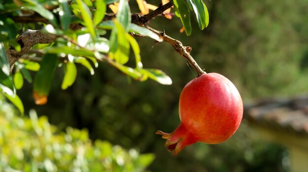 Colpo di messa a fuoco selettiva di melograno maturo appeso a un ramo di un albero