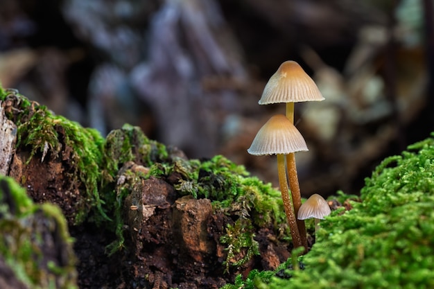 Colpo di messa a fuoco selettiva di piccoli funghi selvatici che crescono in una foresta