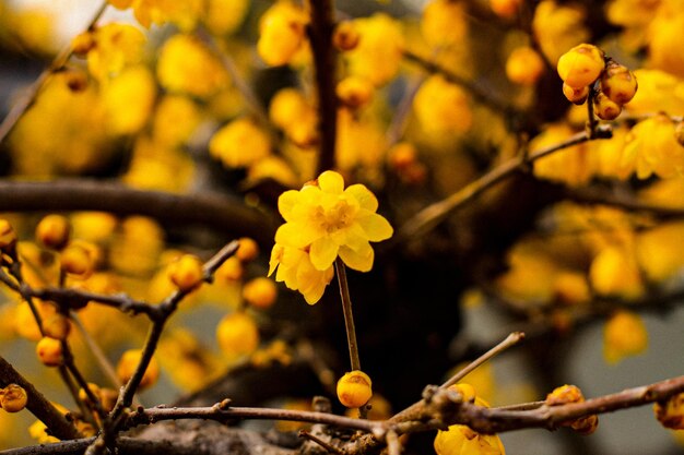 Colpo di messa a fuoco selettiva di un fiore giallo su un tre