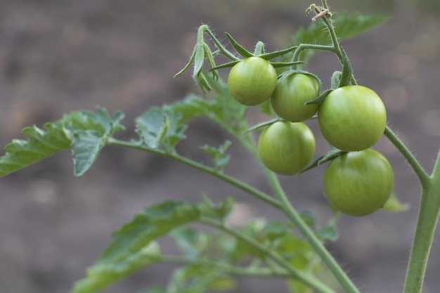Colpo di messa a fuoco selettiva di un grappolo di pomodori verdi nella fattoria Concetto per la coltivazione di pomodori
