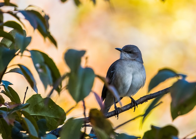 Colpo di messa a fuoco selettiva di un mockingbird appollaiato su un ramo