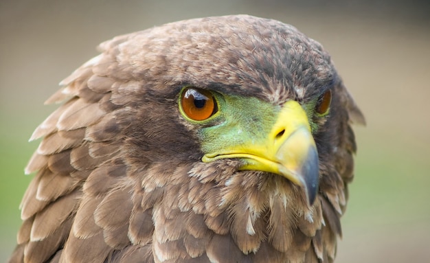 Colpo di messa a fuoco selettiva di una magnifica aquila con gli occhi di caccia