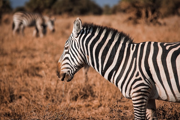 Colpo di messa a fuoco selettiva di una zebra in un campo di erba secca