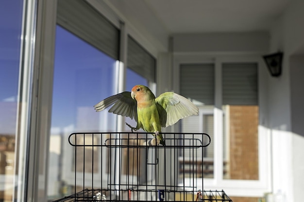 Colpo di messa a fuoco superficiale di un bellissimo Lovebird in piedi su una gabbia con telaio in acciaio mentre allarga le ali