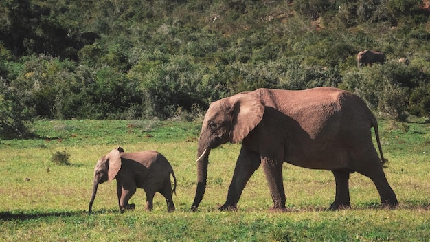 Colpo di paesaggio di elefanti in Sud Africa in una giornata di sole