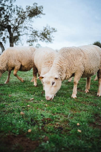 Colpo di pecore che mangiano erba pacificamente È circondato da più pecore Sono in un campo di campagna