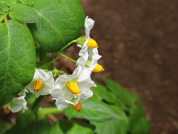 colpo di primo piano di cime di patate bianche fiori con foglie verdi