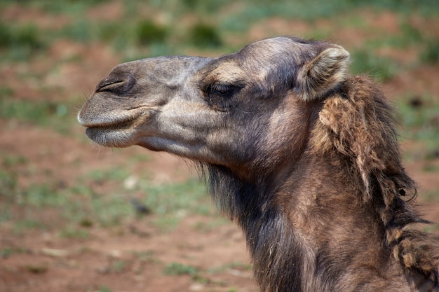 Colpo di profilo laterale del primo piano della testa di un cammello in un campo